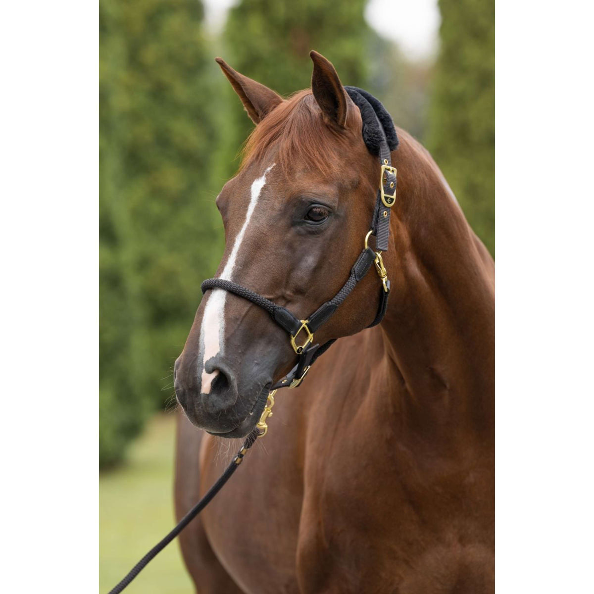 Covalliero Capezzina Anniversary Graphite