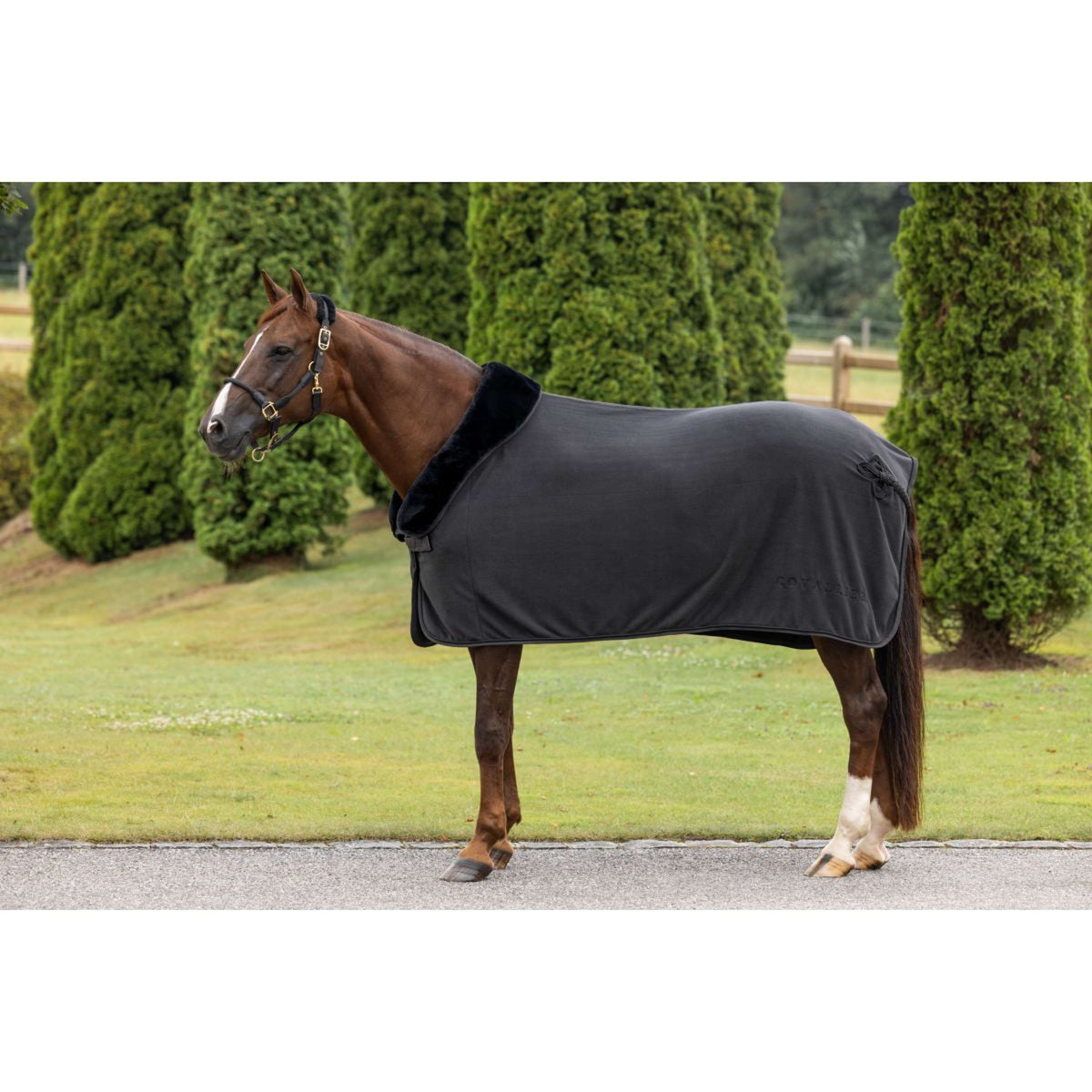 Covalliero Capezzina Anniversary Graphite