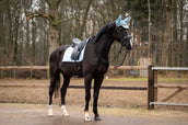 Showtime Sottosella Spring Dressage Azzurro