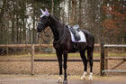 Showtime Sottosella Spring Dressage Viola chiaro