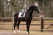 Showtime Sottosella Spring Dressage Rosa