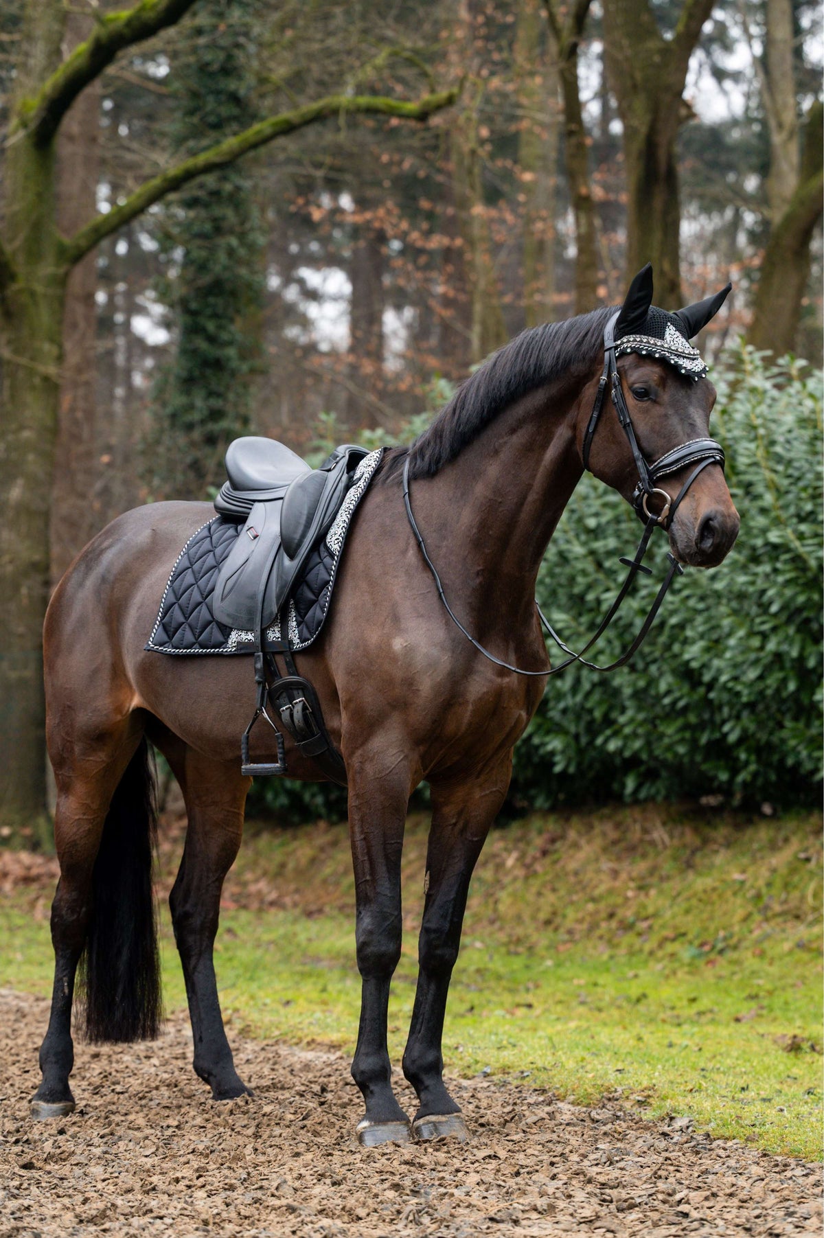 Showtime Sottosella Rio Dressage Nero