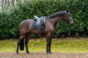 Showtime Sottosella Rio Dressage Nero