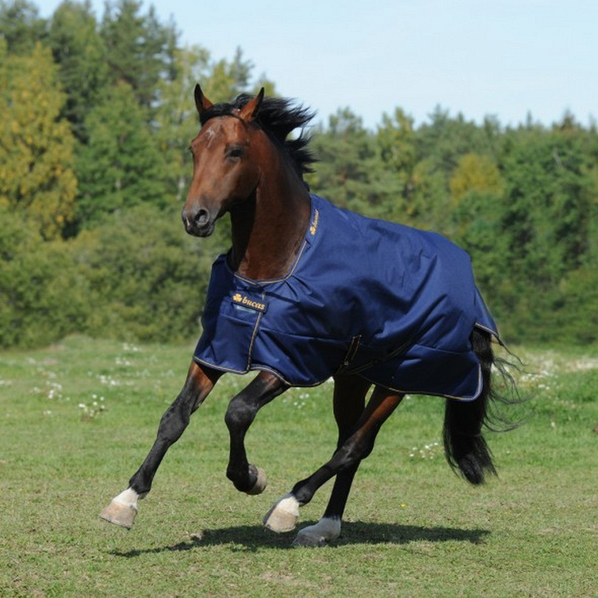 Bucas Luce di affluenza alle urne Navy/Gold
