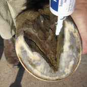 Hypo Marciume del piede