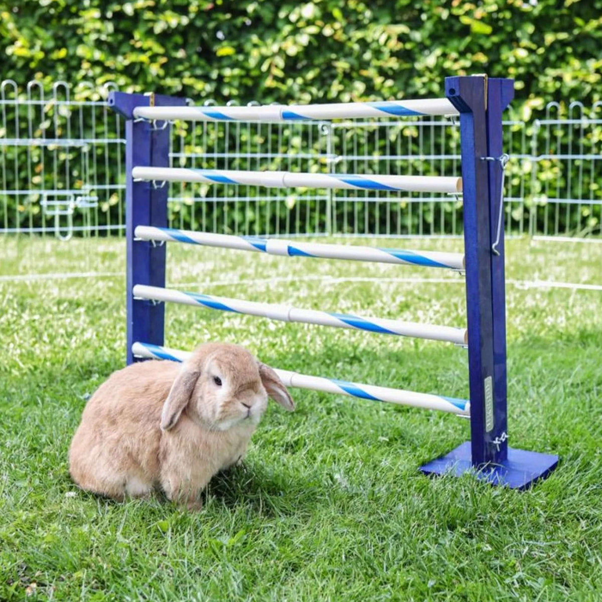 Kerbl Coniglio Hurdle Agility 2