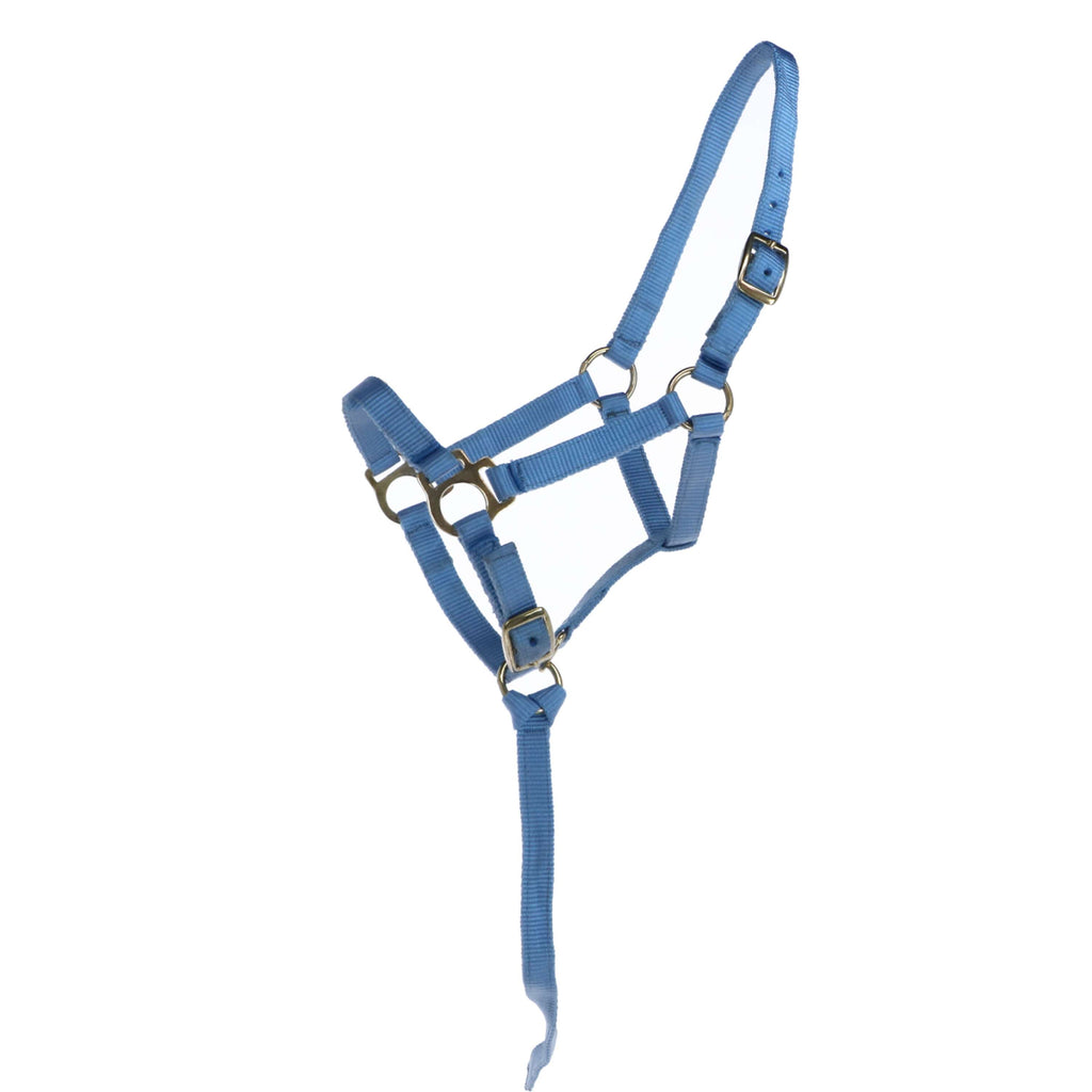 Norton Cavezza per Puledro con Linea Azzurro