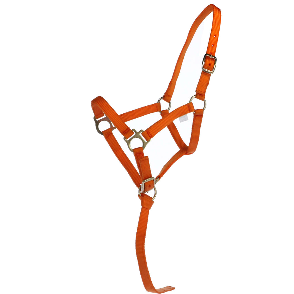 Norton Cavezza per Puledro con Linea Arancia