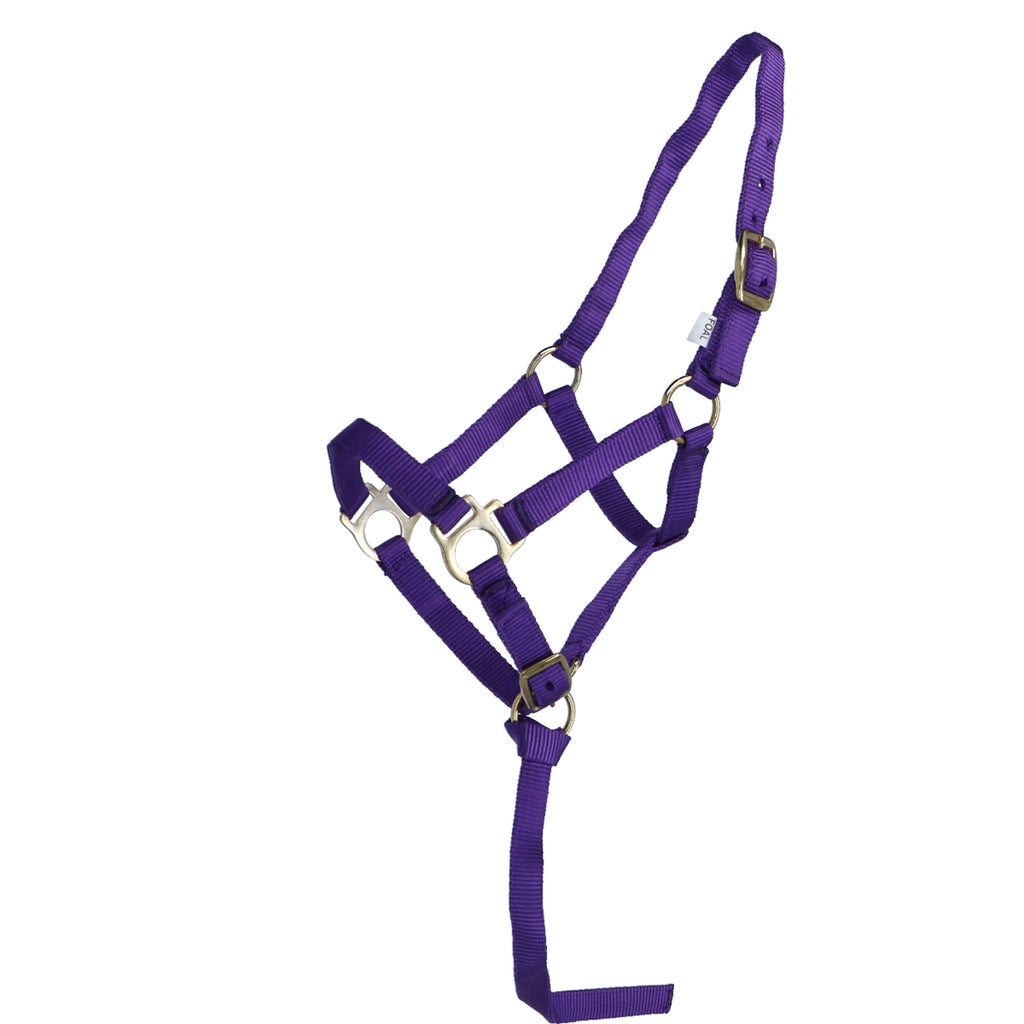 Norton Cavezza per Puledro con Linea Viola