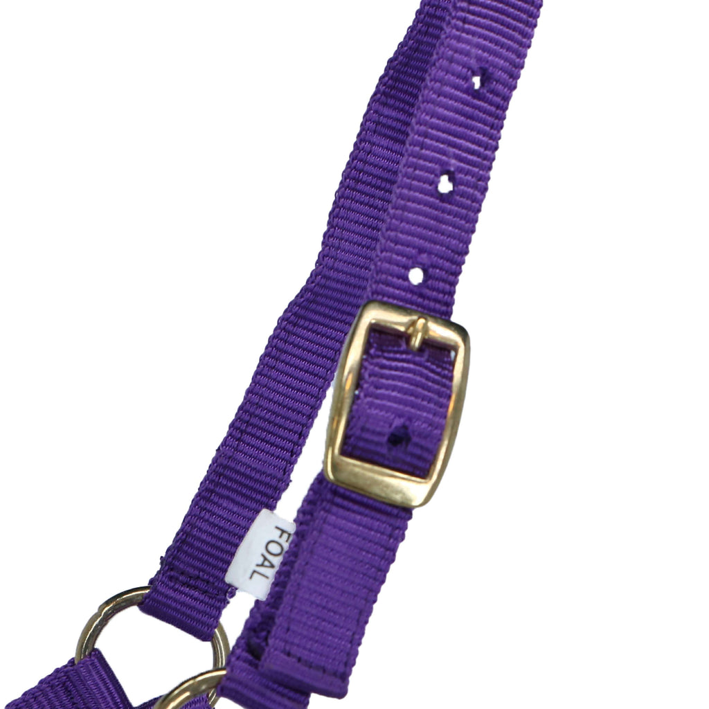 Norton Cavezza per Puledro con Linea Viola