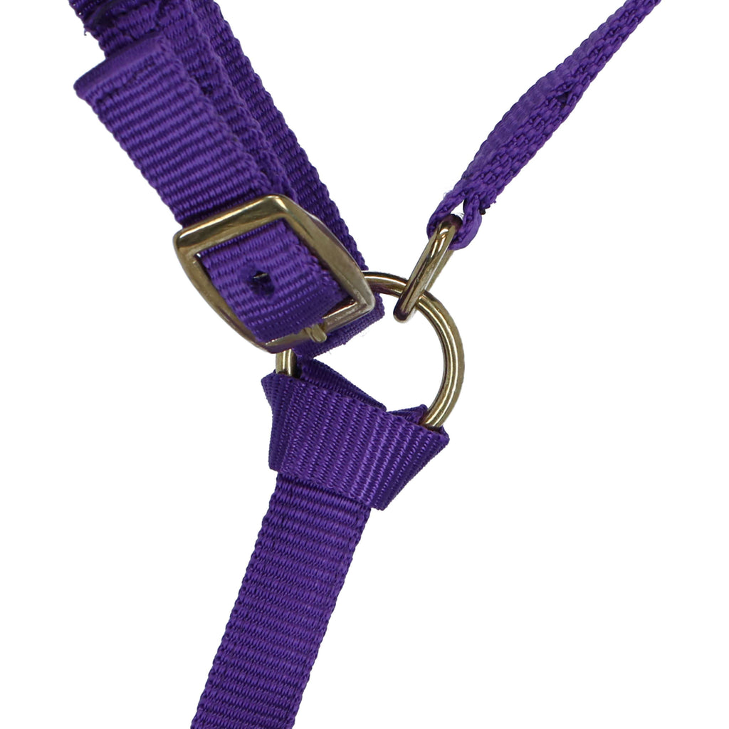Norton Cavezza per Puledro con Linea Viola