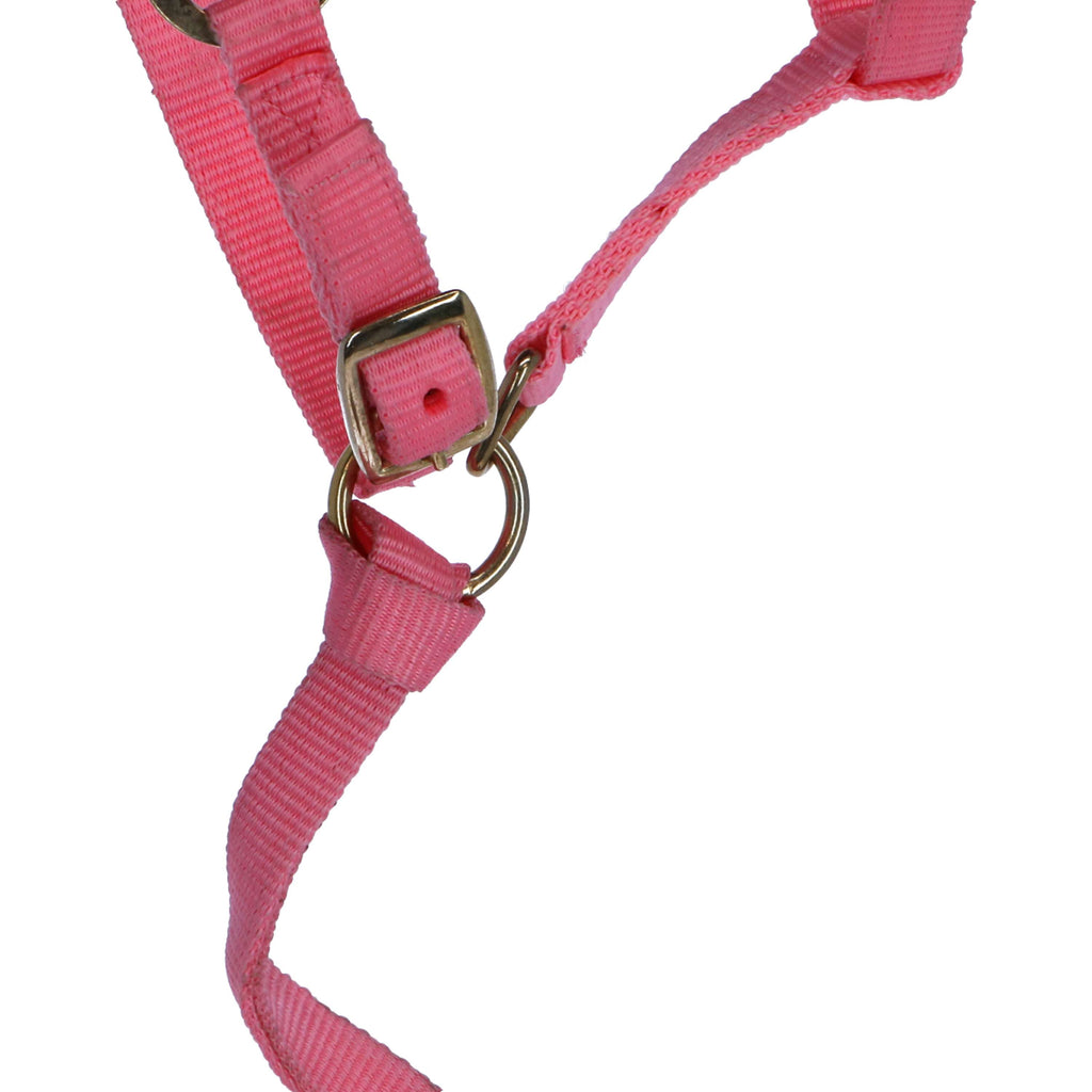 Norton Cavezza per Puledro con Linea Rosa