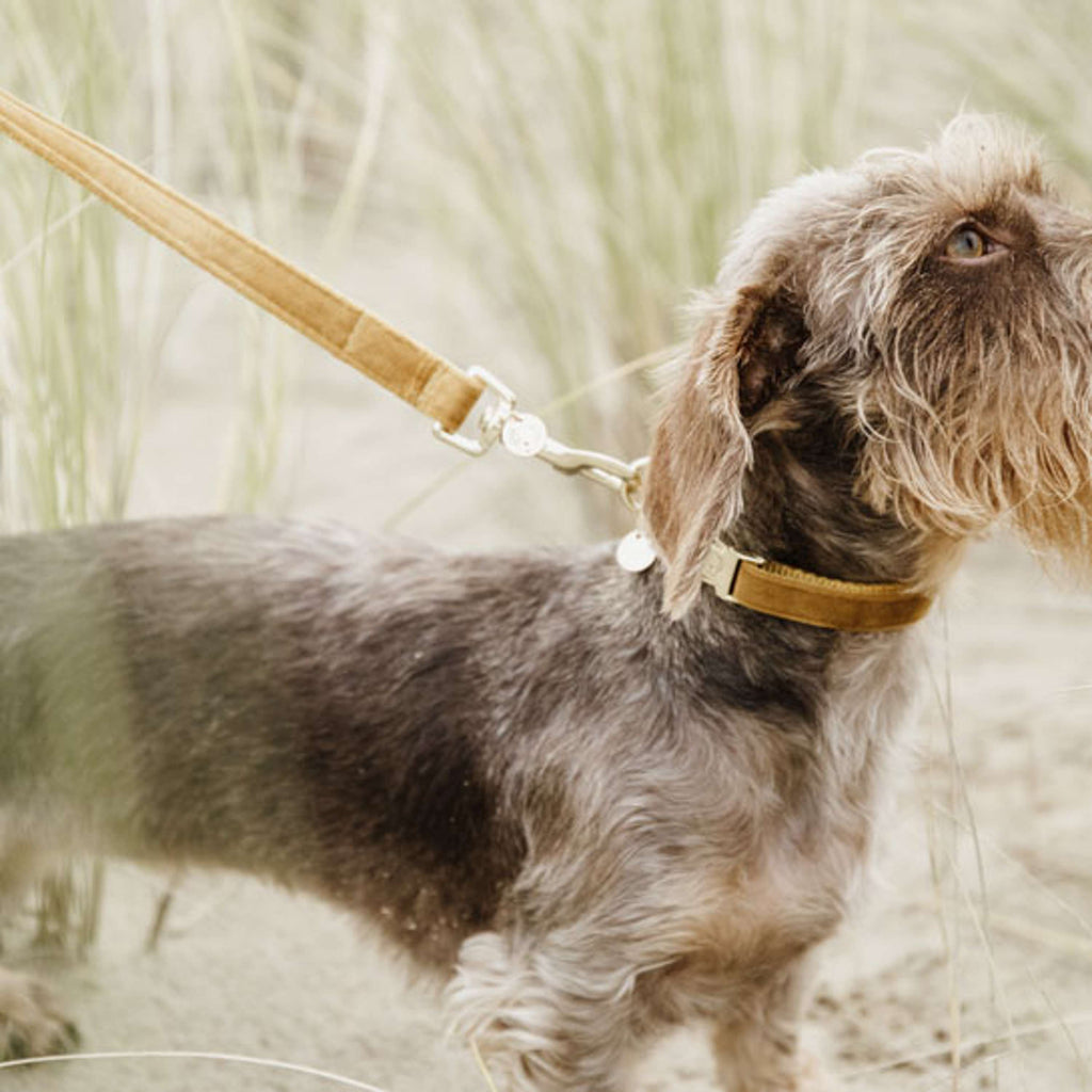 Kentucky Dogwear Guinzaglio per Cane Velvet Senape