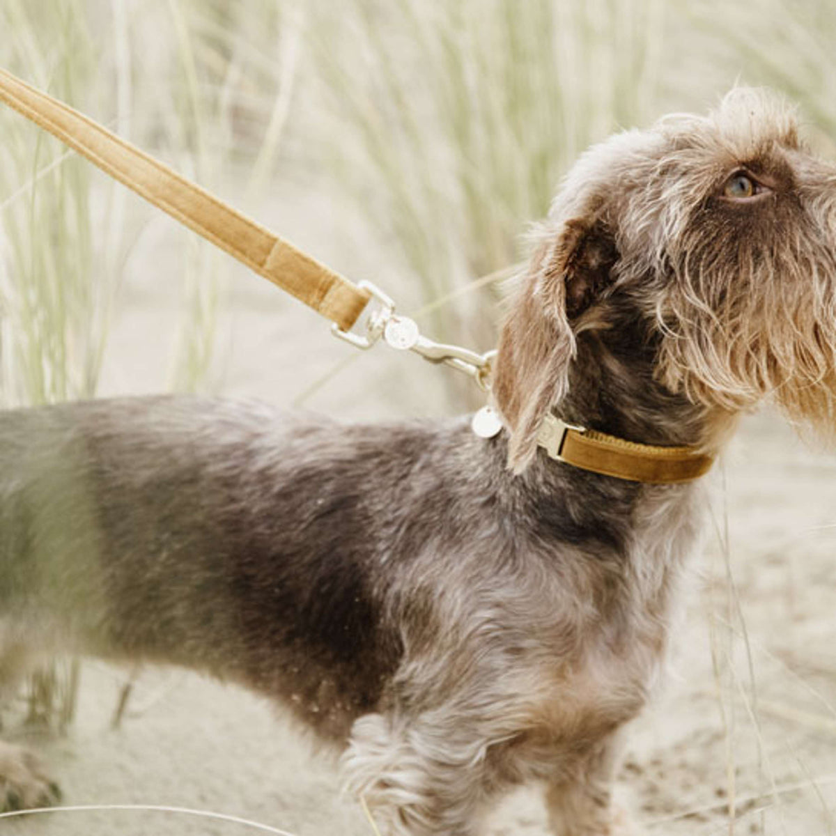 Kentucky Dogwear Guinzaglio per Cane Velvet Senape