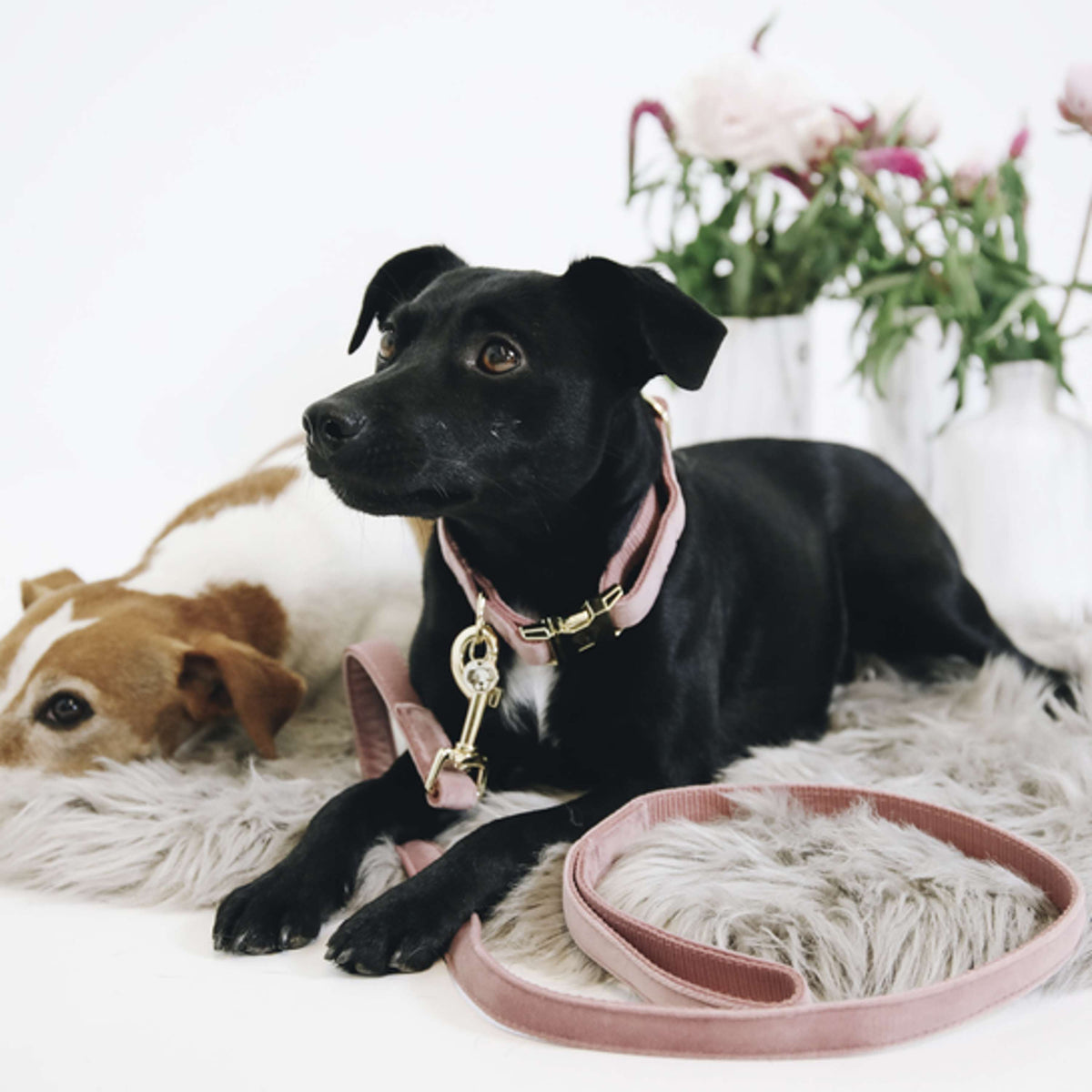 Kentucky Dogwear Guinzaglio per Cane Velvet Old Rose