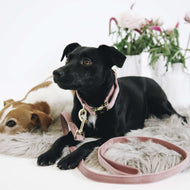 Kentucky Dogwear Guinzaglio per Cane Velvet Old Rose