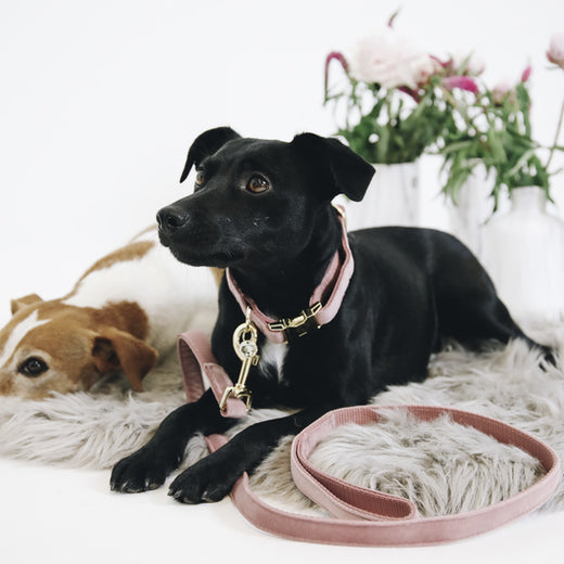 Kentucky Dogwear Guinzaglio per Cane Velvet Old Rose