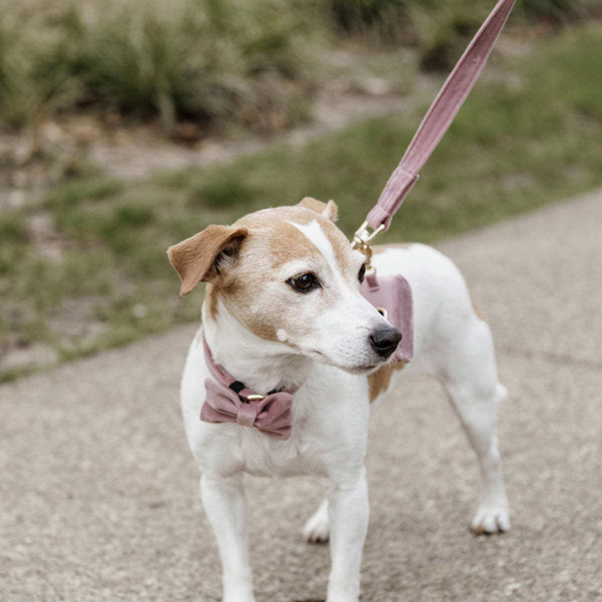 Kentucky Dogwear Guinzaglio per Cane Velvet Old Rose