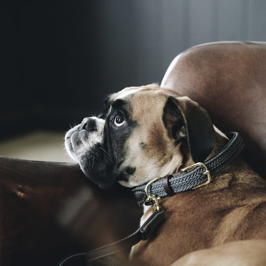 Kentucky Dogwear Collare Grigio