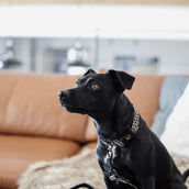 Kentucky Dogwear Banda per cani Grigio