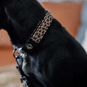 Kentucky Dogwear Banda per cani Grigio