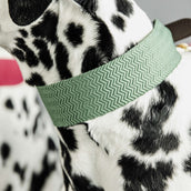 Kentucky Dogwear Halsband Jacquard Oliva