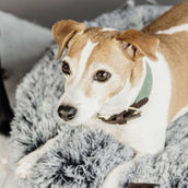 Kentucky Dogwear Halsband Jacquard Oliva