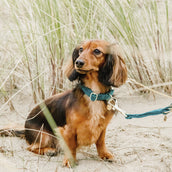 Kentucky Dogwear Halsband Velvet Smeraldo