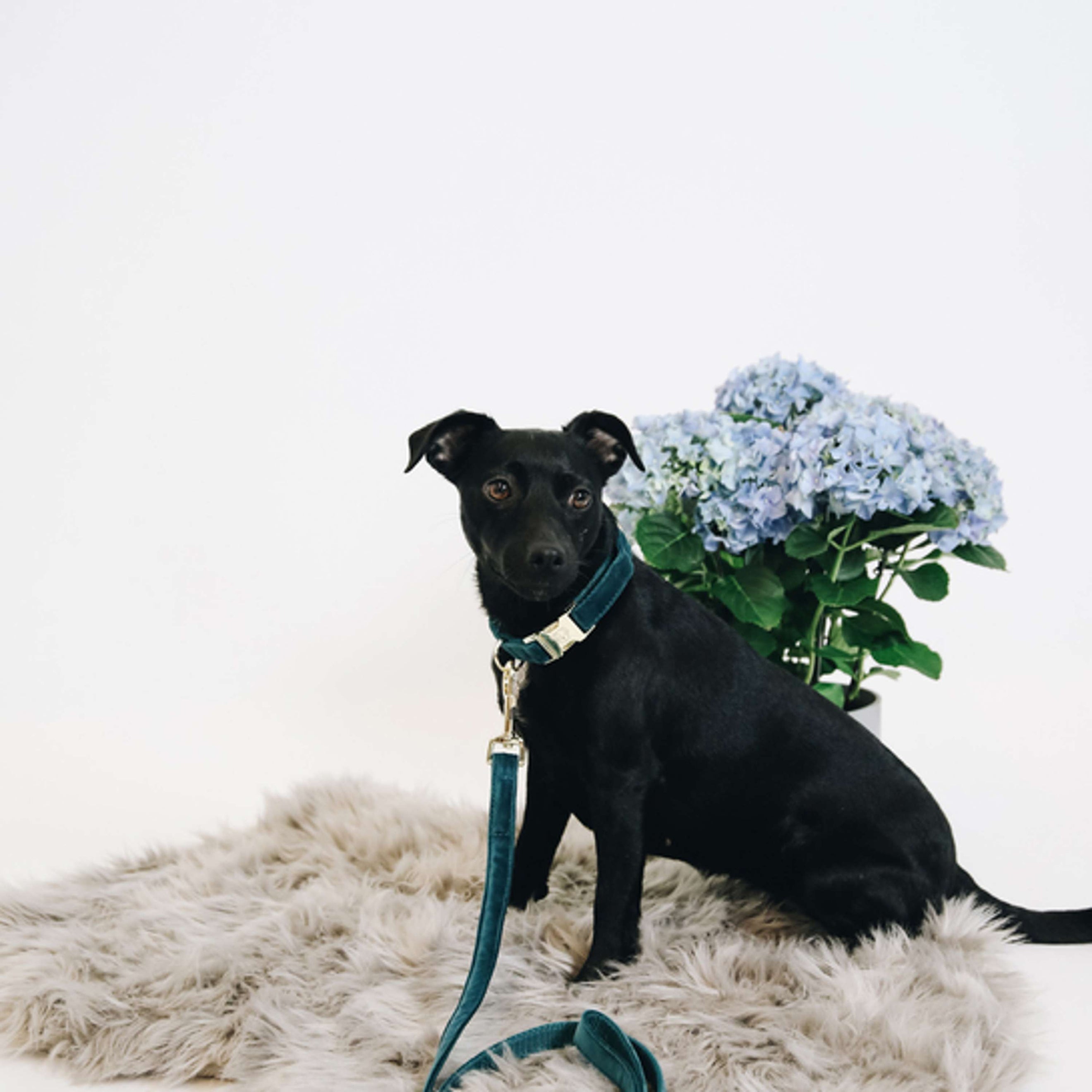 Kentucky Dogwear Halsband Velvet Smeraldo Kentucky Dogwear Halsband Velvet Smeraldo