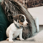Kentucky Dogwear Halsband Velvet Azzurro