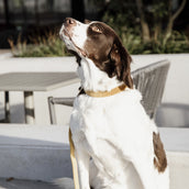 Kentucky Dogwear Halsband Velvet Senape