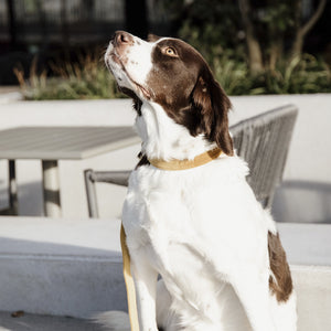 Kentucky Dogwear Halsband Velvet Senape