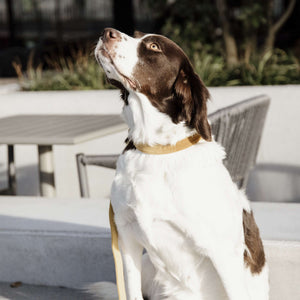 Kentucky Dogwear Halsband Velvet Senape