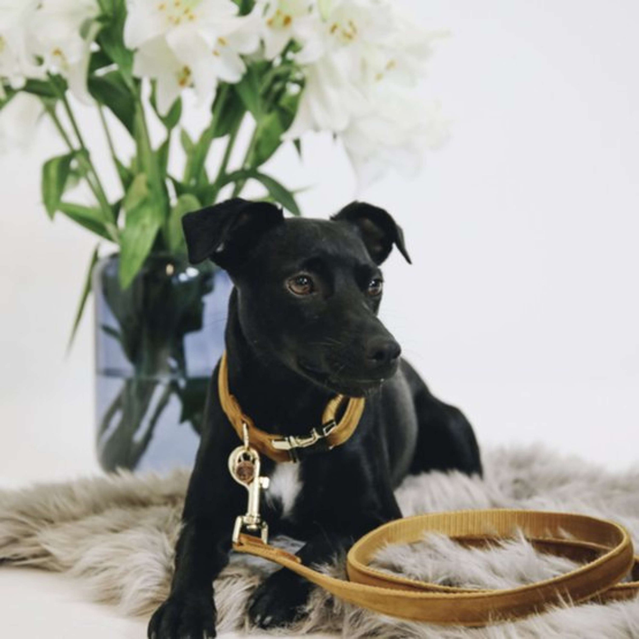 Kentucky Dogwear Halsband Velvet Senape Kentucky Dogwear Halsband Velvet Senape