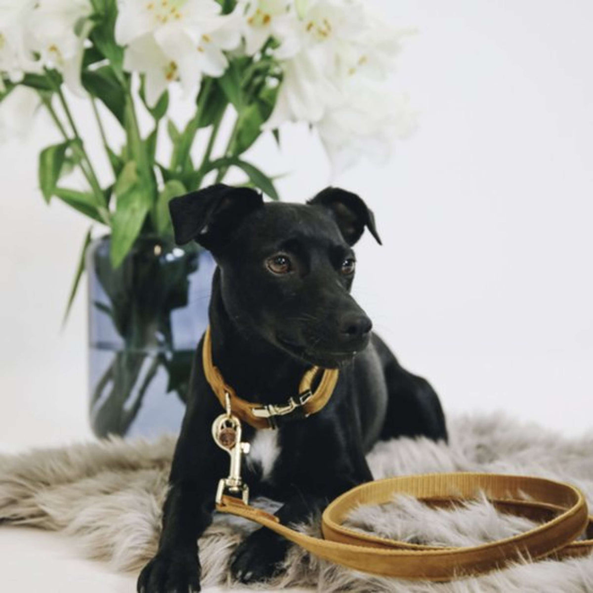 Kentucky Dogwear Halsband Velvet Senape