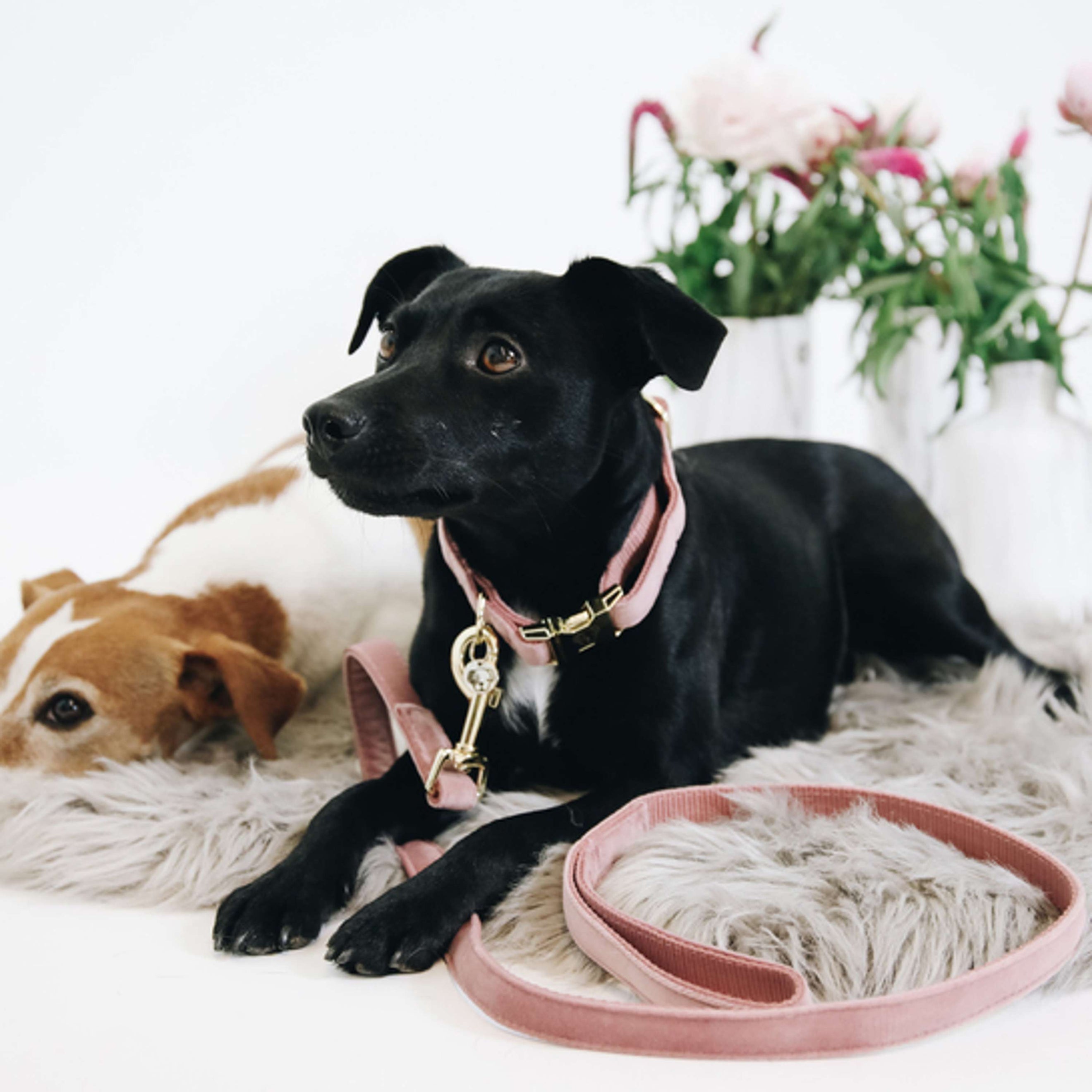 Kentucky Dogwear Halsband Velvet Old Rose Kentucky Dogwear Halsband Velvet Old Rose