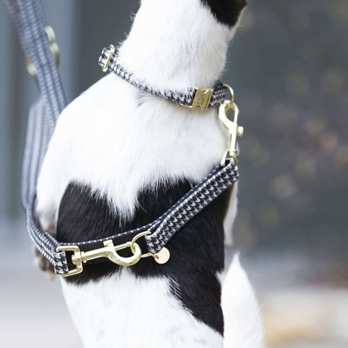 Kentucky Dogwear Guinzaglio per Cane Pied-de-Poule Nero