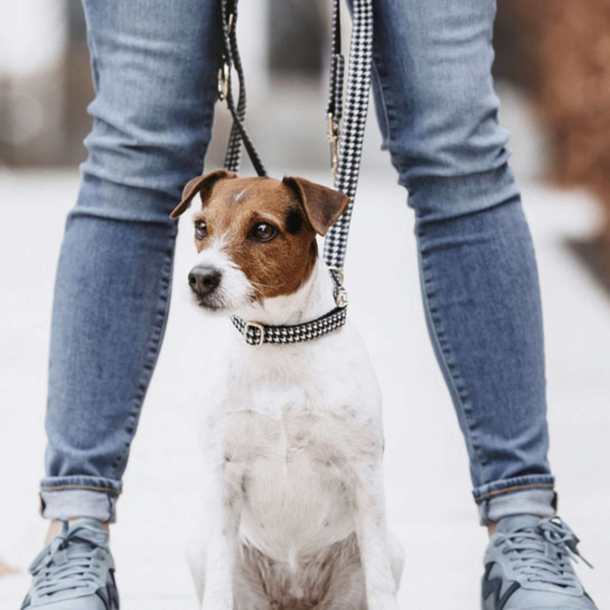Kentucky Dogwear Guinzaglio per Cane Pied-de-Poule Nero