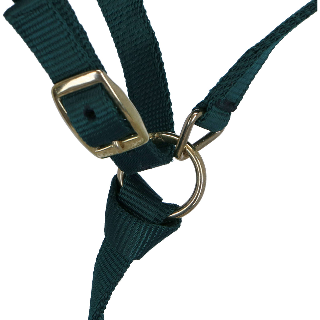 Norton Cavezza per puledro con Lunghina Verde scuro