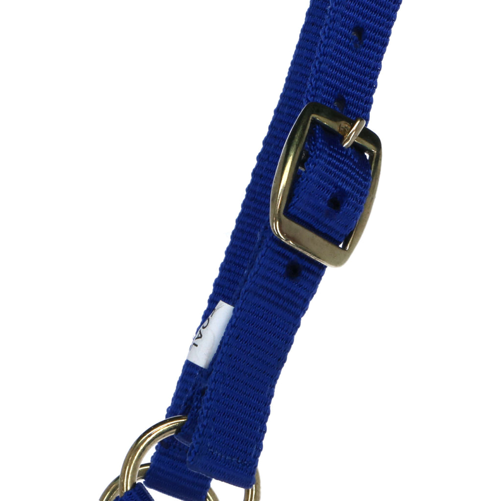 Norton Cavezza per puledro con Lunghina Blu reale