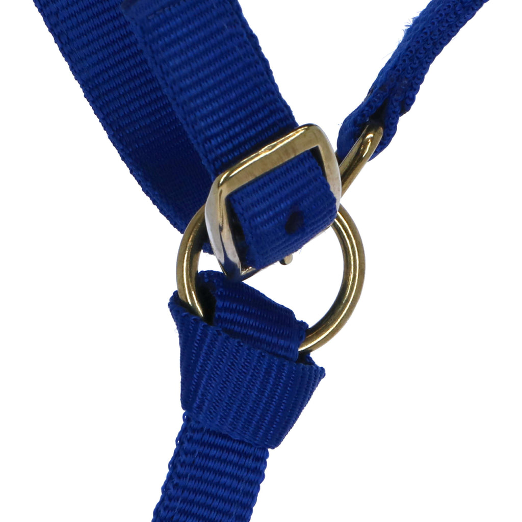 Norton Cavezza per puledro con Lunghina Blu reale