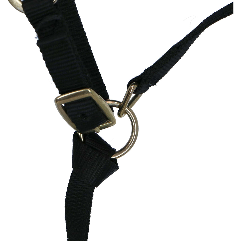 Norton Cavezza per Puledro con Linea Nero