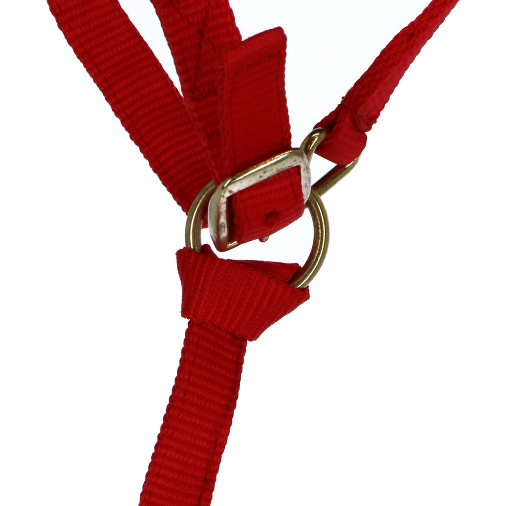 Norton Cavezza per Puledro con Linea Rosso