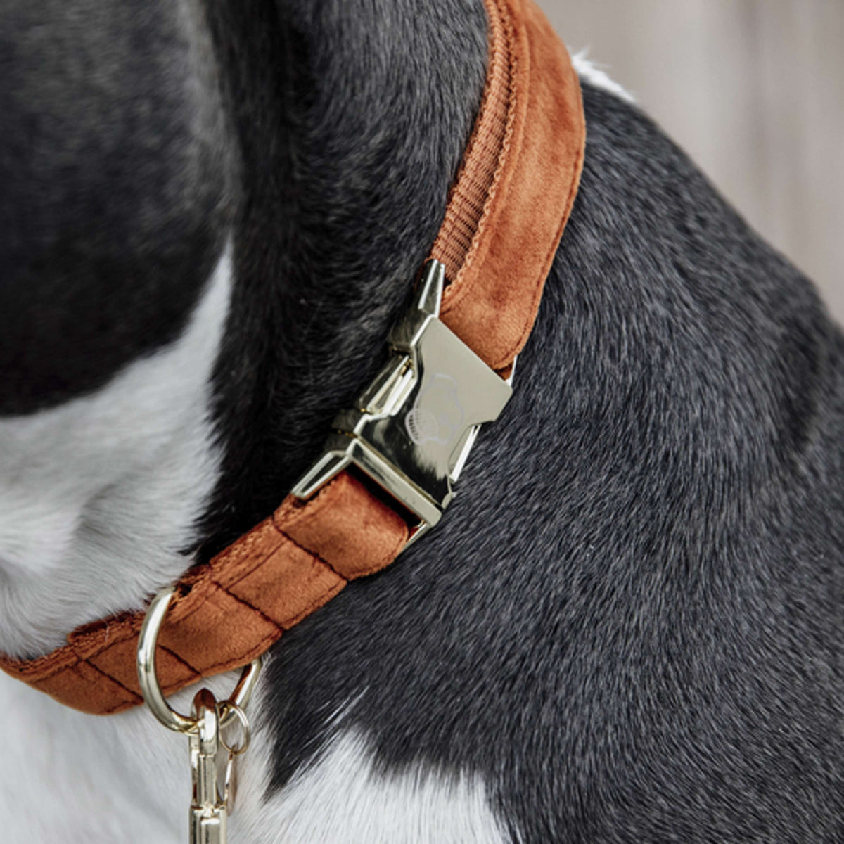 Kentucky Dogwear Halsband Velvet Arancia