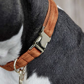 Kentucky Dogwear Halsband Velvet Arancia