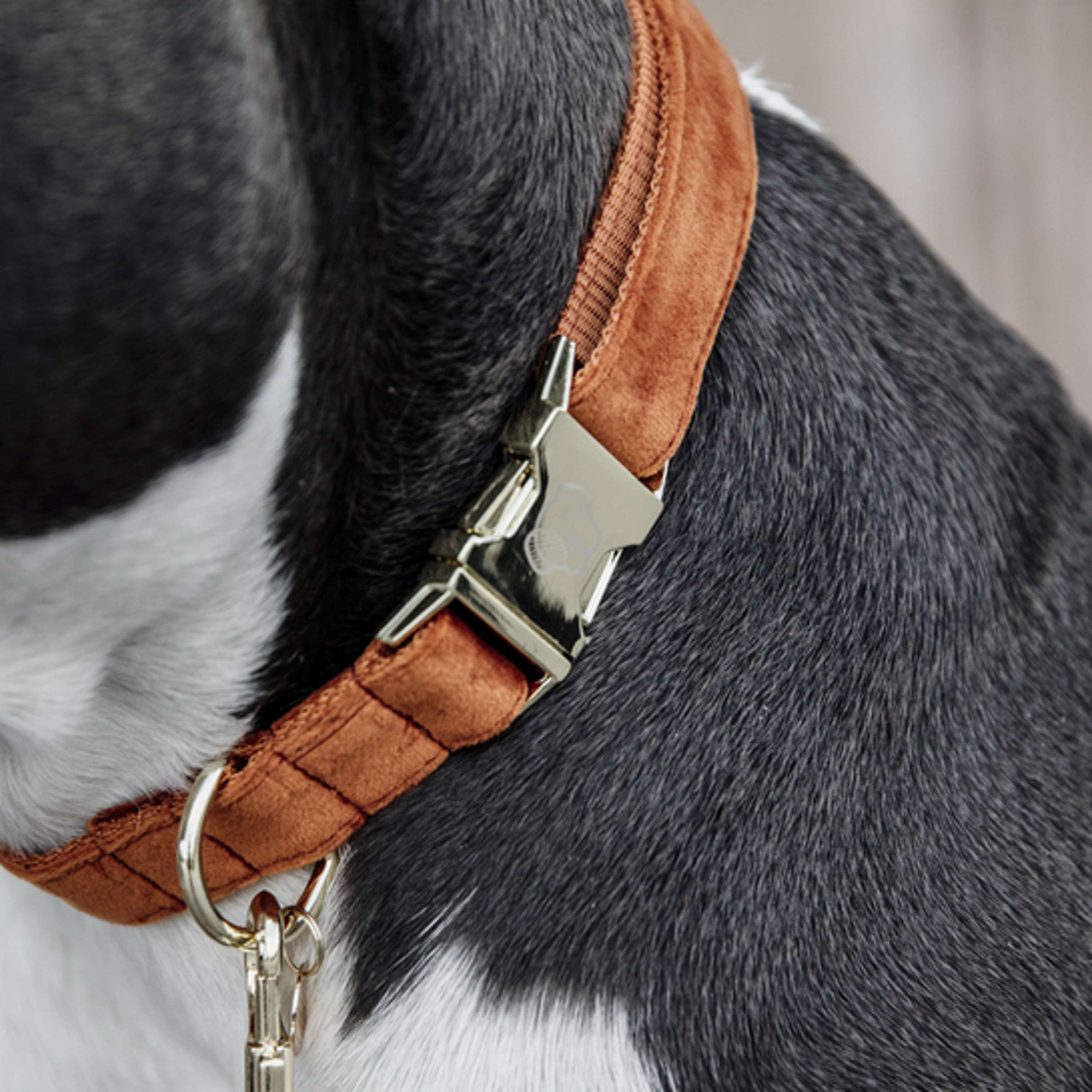 Kentucky Dogwear Halsband Velvet Arancia