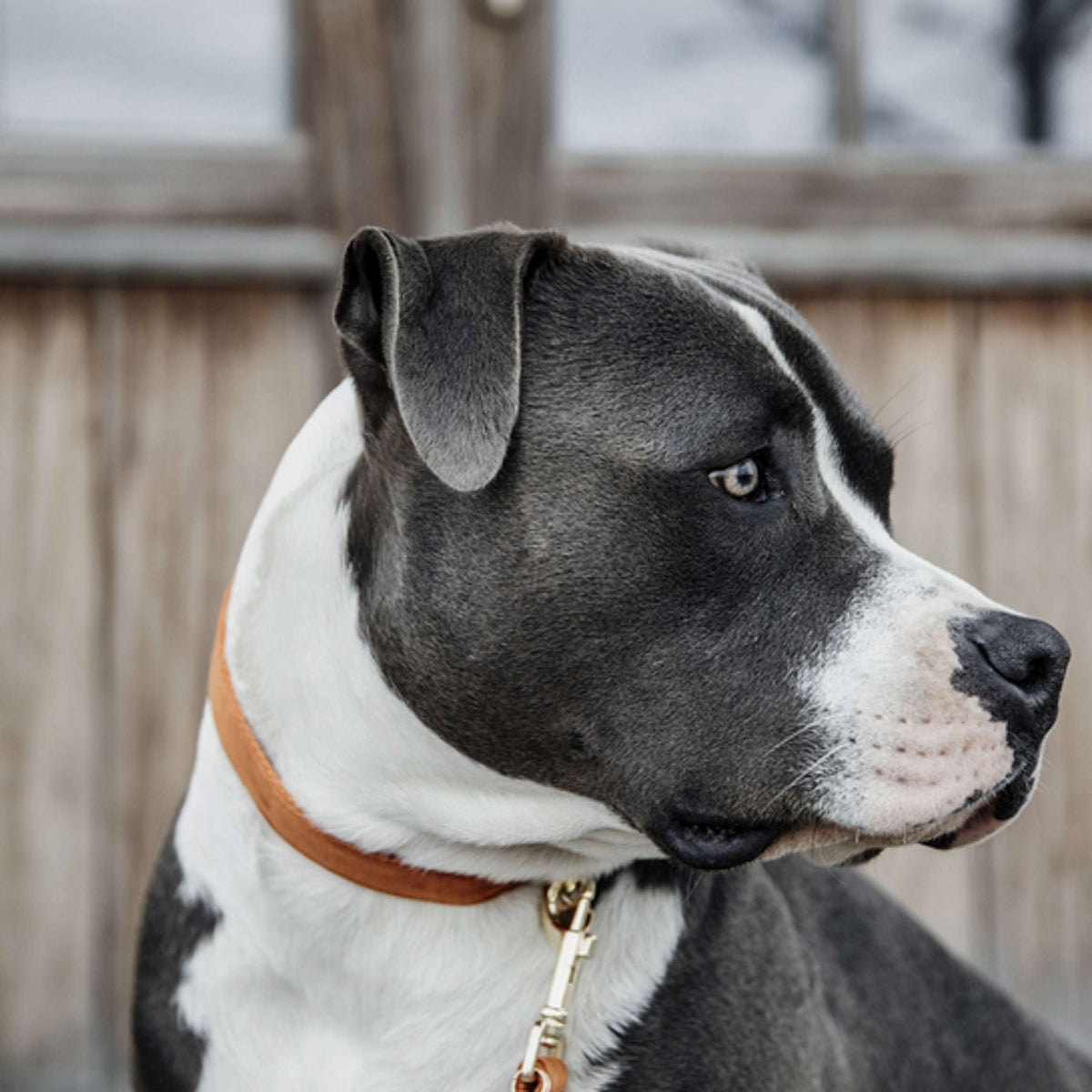 Kentucky Dogwear Halsband Velvet Arancia