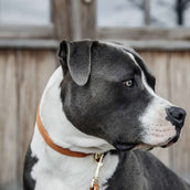 Kentucky Dogwear Halsband Velvet Arancia