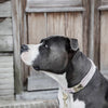 Kentucky Dogwear Halsband Velvet Soft Rose