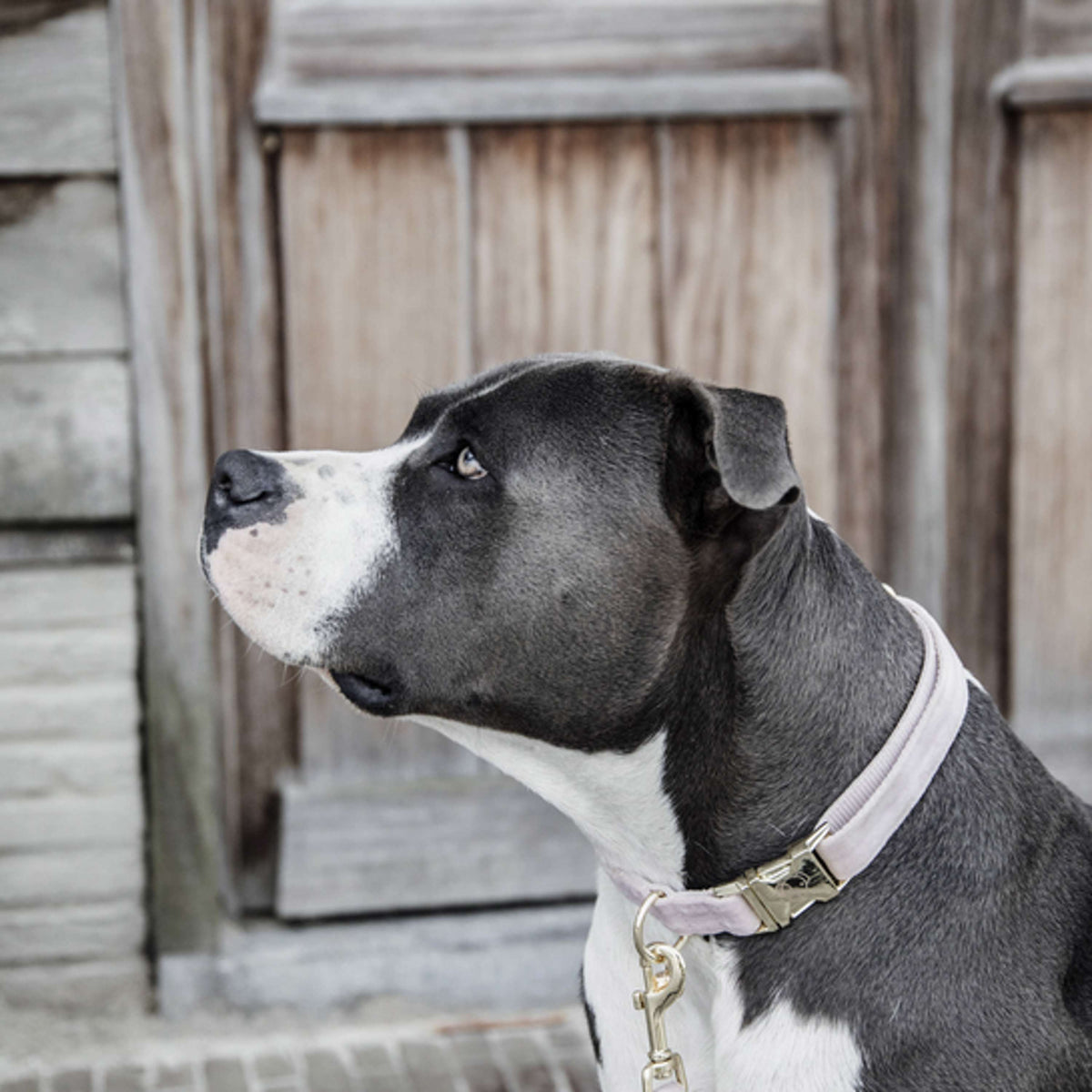Kentucky Dogwear Halsband Velvet Soft Rose